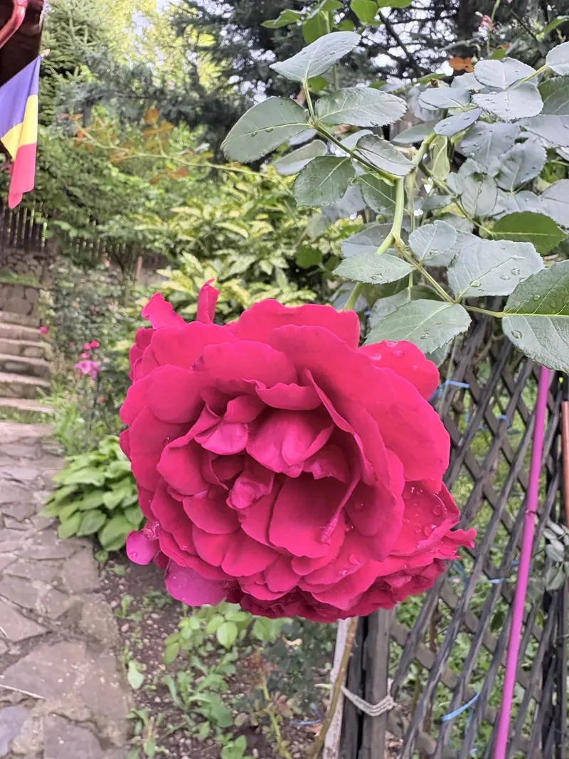 Grădină – trandafir roșu