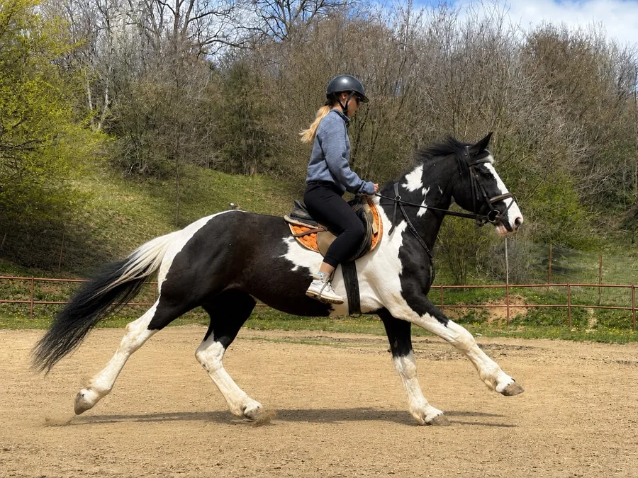 Călărie la Horses4U din Breaza, pe calul Suzy